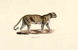 Hunnleopard av Jacques Christophe Werner