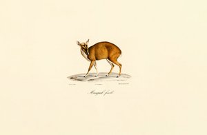 Hunnlig Muntjac av Jacques Christophe Werner