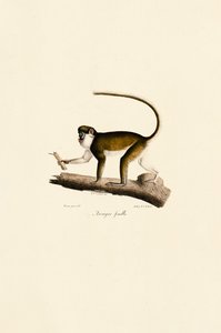 Hunnlig rødhaleape av Jacques Christophe Werner