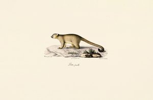 Hunnlig ringhalemongo av Jacques Christophe Werner