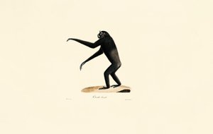 Kvinnelig Siamang av Jacques Christophe Werner