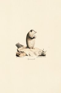  av Jacques Christophe Werner