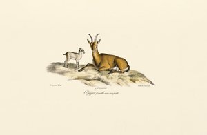  av Jacques Christophe Werner