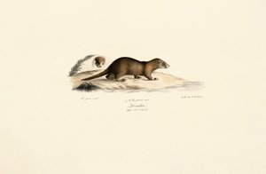  av Jacques Christophe Werner