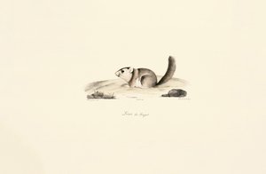 Gambisk solekorn av Jacques Christophe Werner
