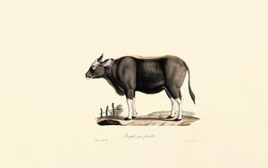  av Jacques Christophe Werner