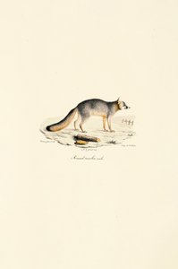 Grårevhann (Urocyon cinereoargenteus) av Jacques Christophe Werner