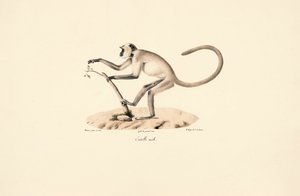 Grå Hanuman Lang av Jacques Christophe Werner