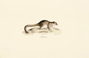 Grå muselemur av Jacques Christophe Werner