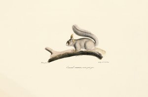 av Jacques Christophe Werner