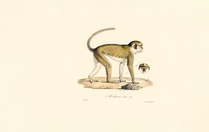  av Jacques Christophe Werner