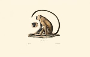  av Jacques Christophe Werner