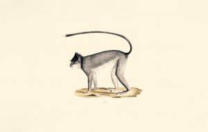 Hanuman Langur av Jacques Christophe Werner
