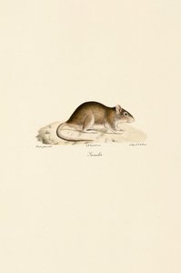  av Jacques Christophe Werner