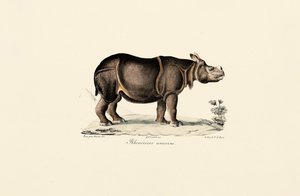 Indisk neshorn av Jacques Christophe Werner