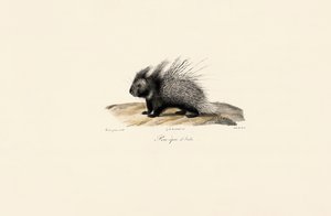  av Jacques Christophe Werner