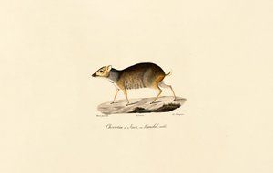 Javansk musehjort (hann) av Jacques Christophe Werner