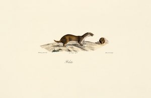  av Jacques Christophe Werner