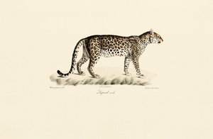 Leopard, hann av Jacques Christophe Werner