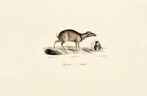 Mindre musehjort (Tragulus kanchil) av Jacques Christophe Werner