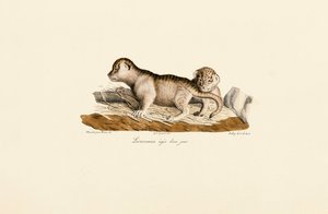 Løveunger én dag gamle av Jacques Christophe Werner