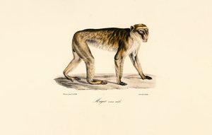 Langhalemakak (hann) av Jacques Christophe Werner