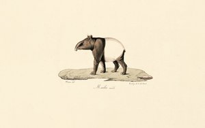 Malaysisk tapir av Jacques Christophe Werner