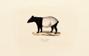 Malaysisk tapir av Jacques Christophe Werner