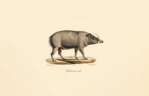 Mannlig Babirusa av Jacques Christophe Werner