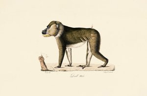 Hann Gelada-bavian av Jacques Christophe Werner