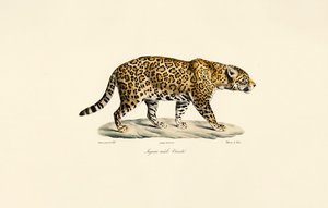 Hannjaguar av Jacques Christophe Werner