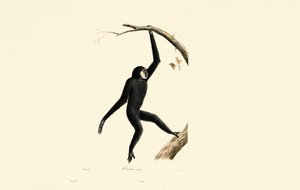 Mannlig Siamang av Jacques Christophe Werner