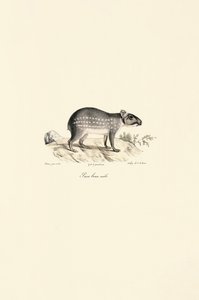 Hannflekket Paca av Jacques Christophe Werner