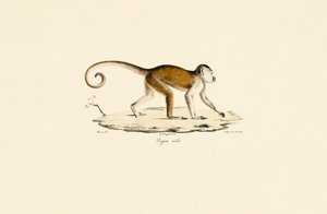  av Jacques Christophe Werner