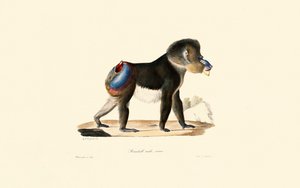 Mandrill av Jacques Christophe Werner