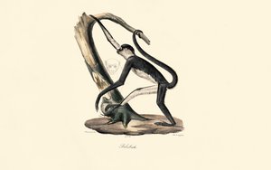  av Jacques Christophe Werner