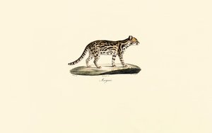Margay av Jacques Christophe Werner