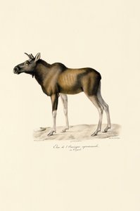  av Jacques Christophe Werner