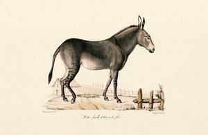  av Jacques Christophe Werner