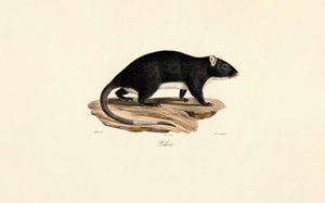  av Jacques Christophe Werner