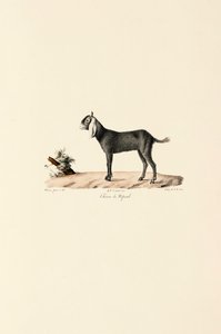  av Jacques Christophe Werner