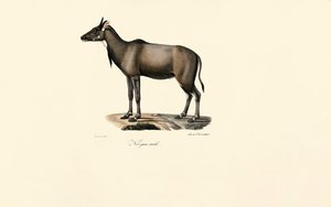 Nilgai-antilope (Nilgai, hann) av Jacques Christophe Werner