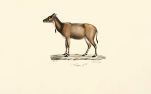  av Jacques Christophe Werner