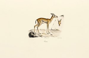  av Jacques Christophe Werner