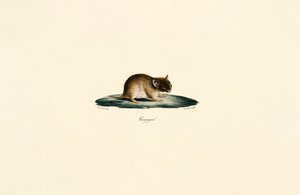  av Jacques Christophe Werner