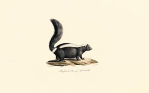 Nordamerikansk skunk av Jacques Christophe Werner