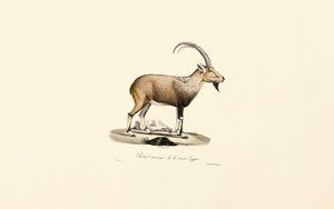  av Jacques Christophe Werner