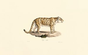  av Jacques Christophe Werner