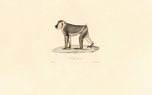  av Jacques Christophe Werner