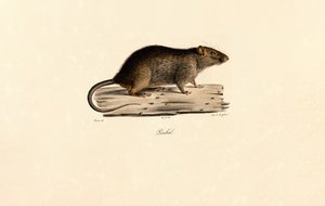 Stillehavsrotte av Jacques Christophe Werner